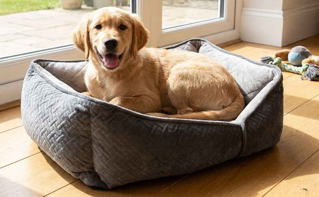 Gray quilted low pet lounger with a golden dog lying inside