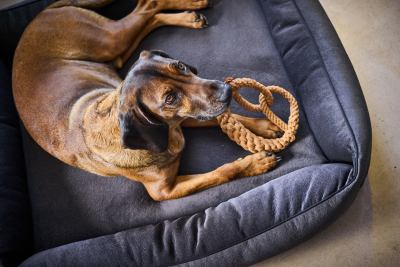 Prilux Buffalo Orthopaedic Dog Bed