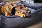 Prilux Buffalo Orthopaedic Dog Bed