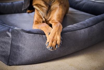 Prilux Buffalo Orthopaedic Dog Bed