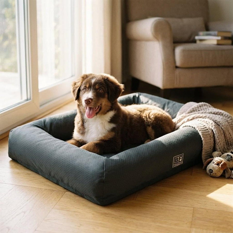 Chatsworth Memory Foam Bolster Dog Bed - Pawlunova